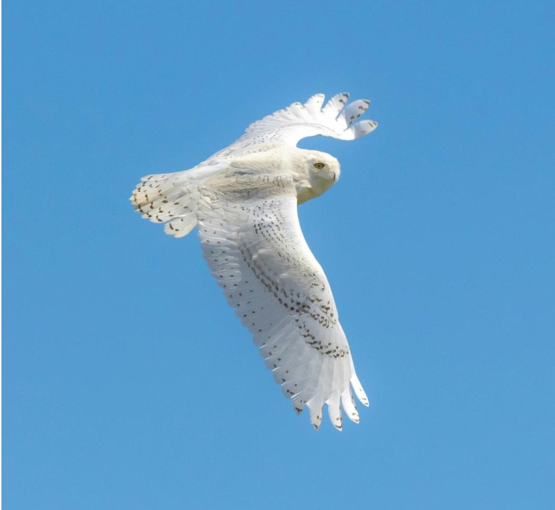 Business seat example